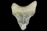 Serrated, Fossil Megalodon Tooth - Bone Valley, Florida #145106-1